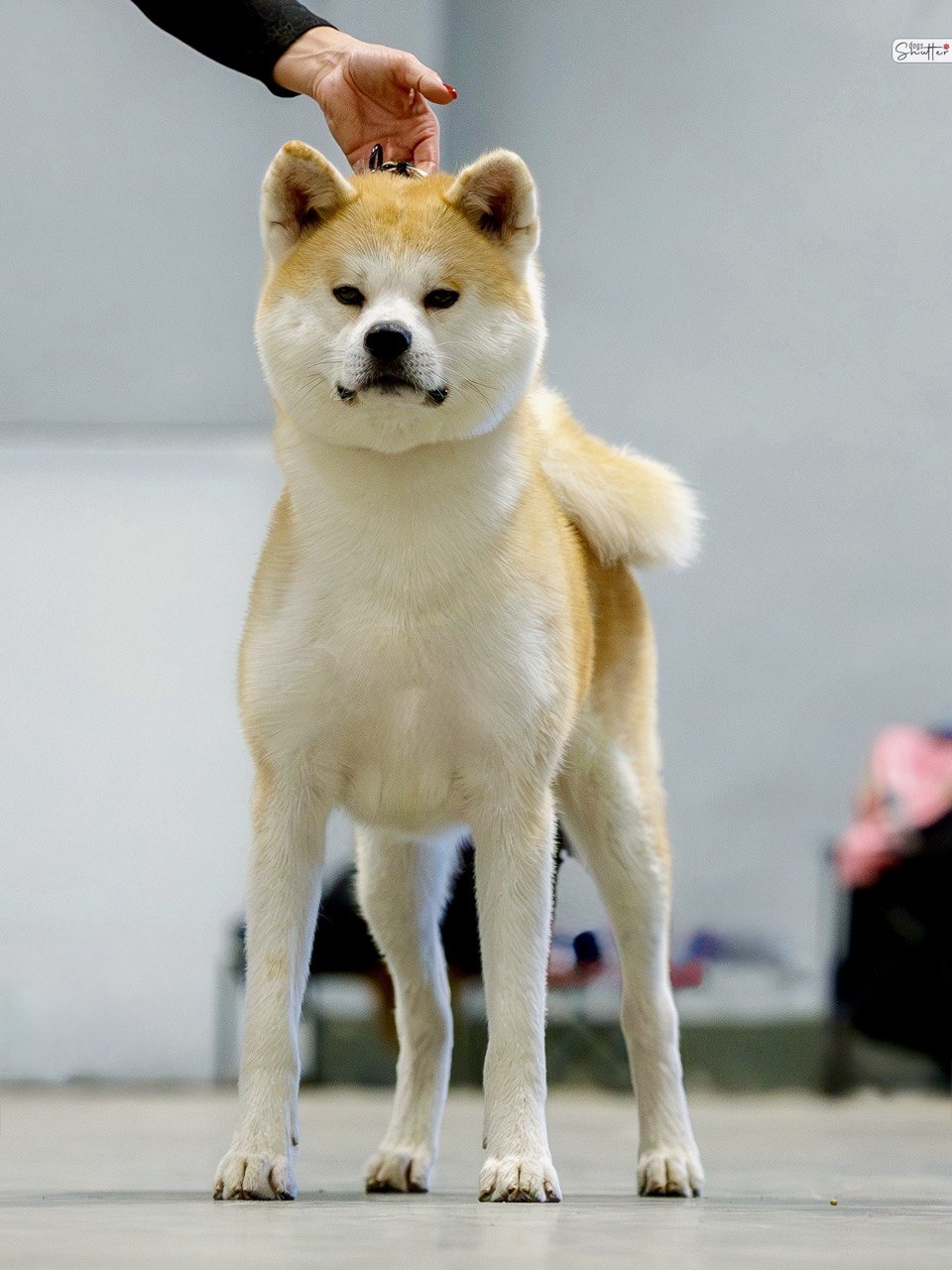 Sakura Go Di Bordakitainu Kensha