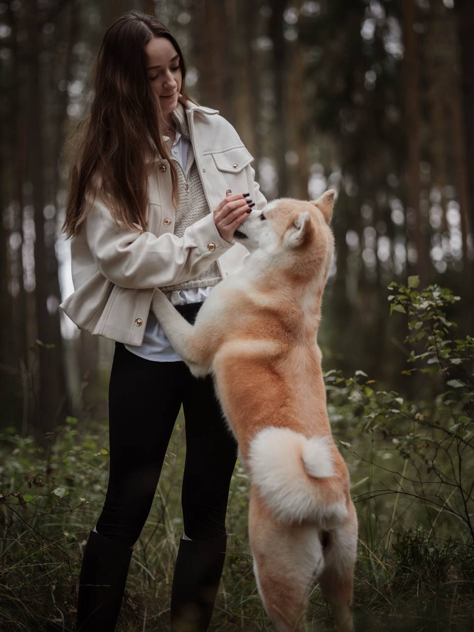 Akita inu — hodowla Tetsu No Hane